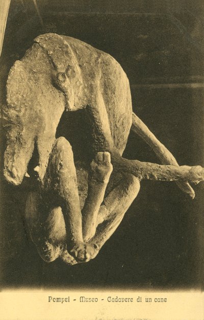 Pompeya, museo, cadáver de un perro de Italian Photographer
