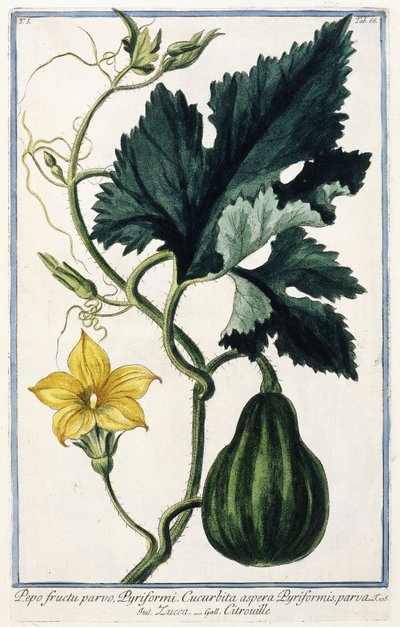 Una calabaza, 1772-1784 de Italian School
