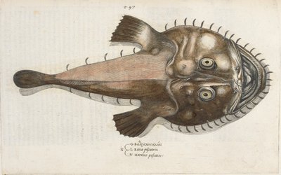 Un pez sapo, ilustración de 