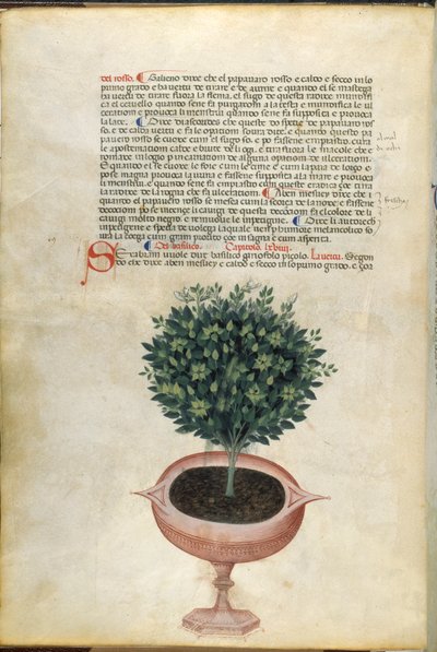 Una planta de albahaca en una maceta, ilustración de la "Hierba de Carrara", Padua, c.1400 (pluma y tinta con oro sobre papel) de Italian School