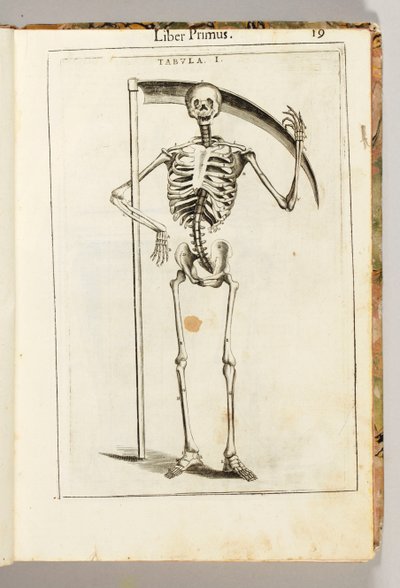 Un esqueleto sosteniendo una guadaña al estilo de un segador, de "De Anatome Corporis Humani Libri VII" por Guido Guidi de Italian School