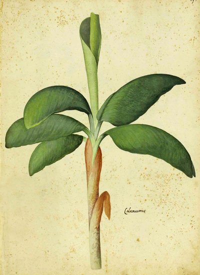 Acorus calamus por Ulisse Aldrovandi de Italian School
