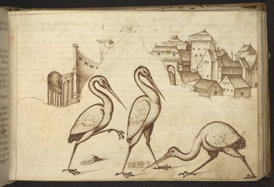 Agregar. 82955, f.107   Ibis (