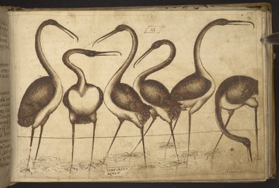 Agregar. 82955, f.110 Aves.   , de Historia Animalium, (que consta de 245 dibujos a pluma y tinta de diferentes especies de animales y criaturas míticas, cada uno acompañado de una descripción).    1595 de Italian School