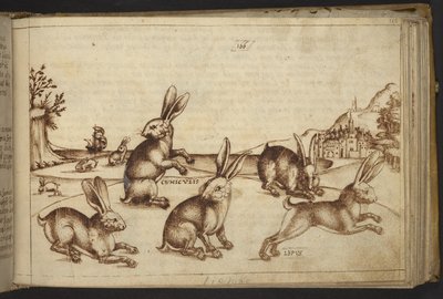 Agregar. 82955, f.165 Conejos (
