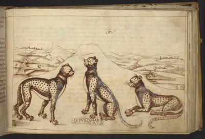 Agregar. 82955, f.170 Pantera (