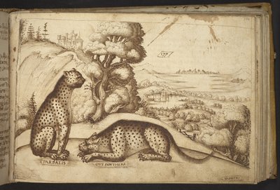 Agregar. 82955, f.176 Leopardos (