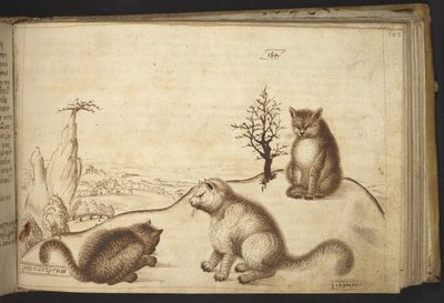 Agregar. 82955, f.183 Gatos salvajes (