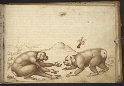 Agregar. 82955, f.244 Peleas de criaturas parecidas a perros (