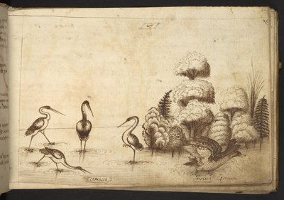 Agregar. 82955, f.26 Aves zancudas (