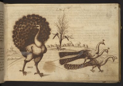 Agregar. 82955, f.53 Pavos reales (
