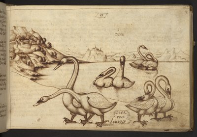 Agregar. 82955, f.57   Cisnes (