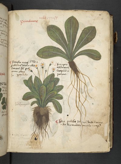 Añadir MS 41623 "A herbal", Belluno (tinta y color sobre vitela) de Italian School