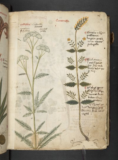 Añadir MS 41623 "A herbal", Belluno (tinta y color sobre vitela) de Italian School