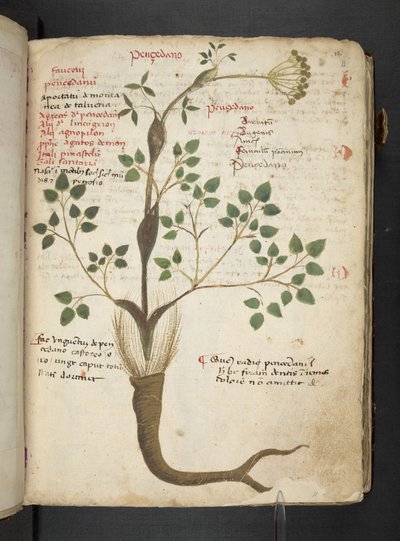 Añadir MS 41623 "A herbal", Belluno (tinta y color sobre vitela) de Italian School