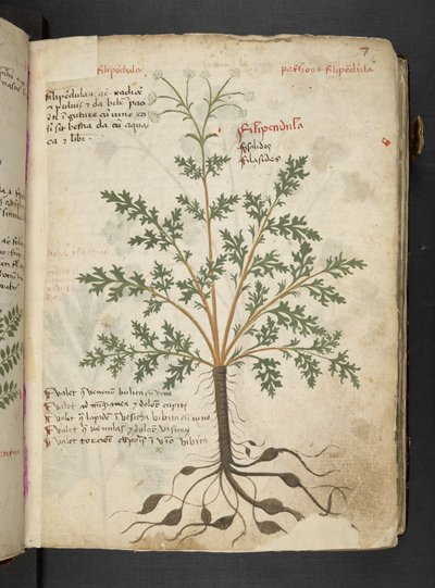 Añadir MS 41623 "A herbal", Belluno (tinta y color sobre vitela) de Italian School