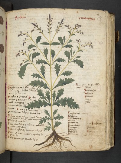 Añadir MS 41623 "A herbal", Belluno (tinta y color sobre vitela) de Italian School