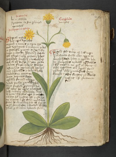 Añadir MS 41623 "A herbal", Belluno (tinta y color sobre vitela) de Italian School