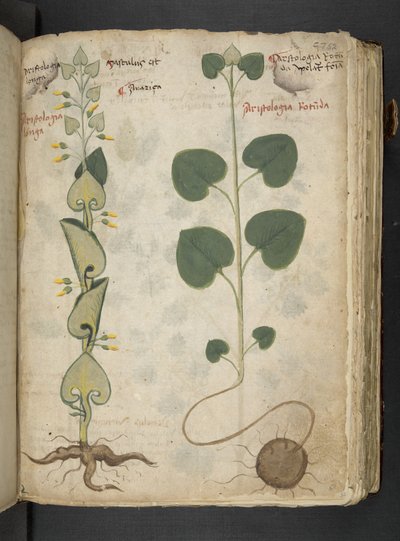 Añadir MS 41623 "A herbal", Belluno (tinta y color sobre vitela) de Italian School