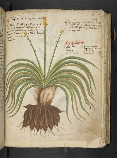 Añadir MS 41623 "A herbal", Belluno (tinta y color sobre vitela) de Italian School