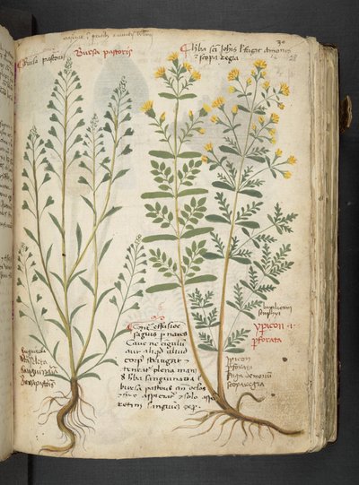 Añadir MS 41623 "A herbal", Belluno (tinta y color sobre vitela) de Italian School
