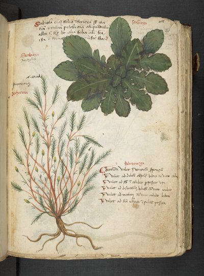 Añadir MS 41623 "A herbal", Belluno (tinta y color sobre vitela) de Italian School