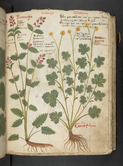 Añadir MS 41623 "A herbal", Belluno (tinta y color sobre vitela) de Italian School