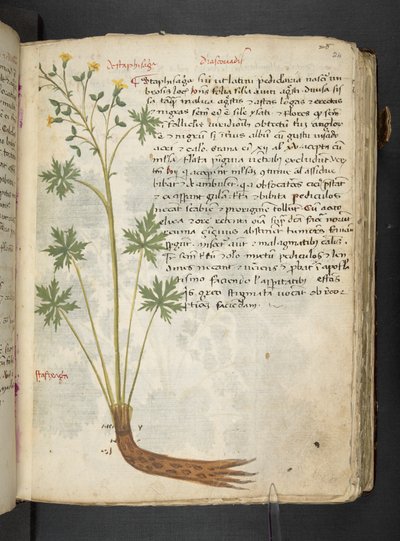 Añadir MS 41623 "A herbal", Belluno (tinta y color sobre vitela) de Italian School