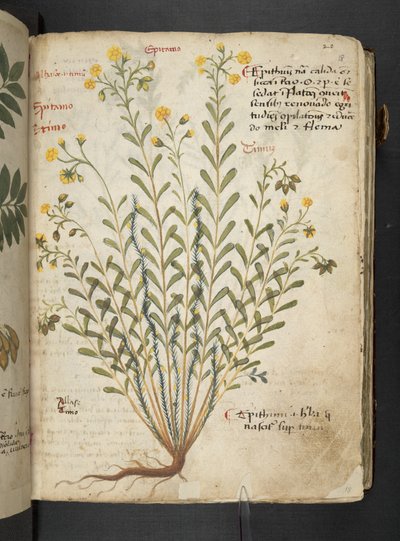 Añadir MS 41623 "A herbal", Belluno (tinta y color sobre vitela) de Italian School