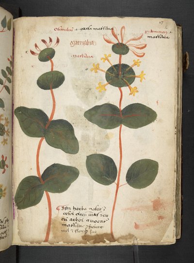 Añadir MS 41623 "A herbal", Belluno (tinta y color sobre vitela) de Italian School