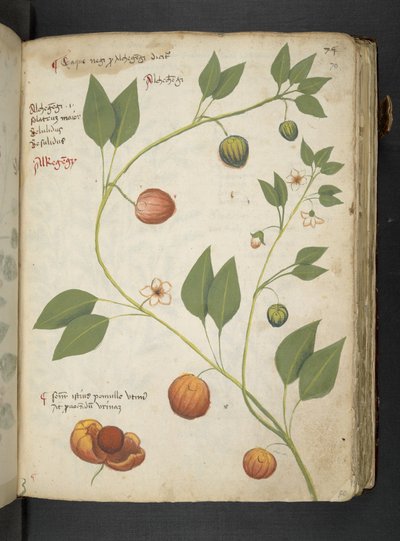 Añadir MS 41623 "A herbal", Belluno (tinta y color sobre vitela) de Italian School