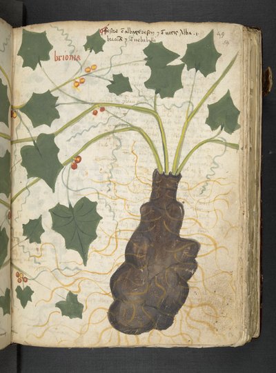 Añadir MS 41623 "A herbal", Belluno (tinta y color sobre vitela) de Italian School