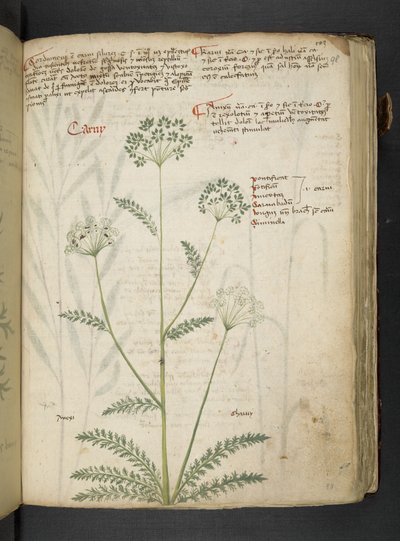 Añadir MS 41623 "A herbal", Belluno (tinta y color sobre vitela) de Italian School