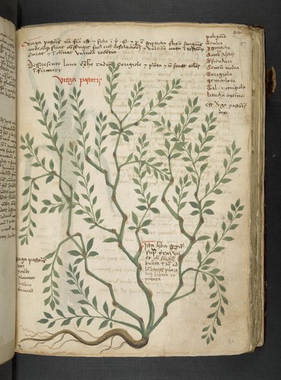 Añadir MS 41623 "A herbal", Belluno (tinta y color sobre vitela) de Italian School