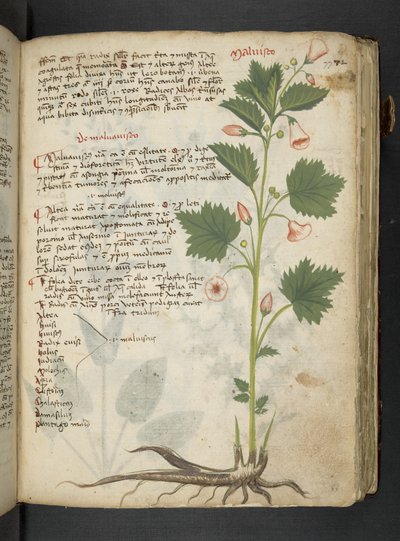Añadir MS 41623 "A herbal", Belluno (tinta y color sobre vitela) de Italian School