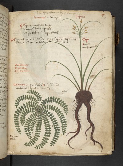 Añadir MS 41623 "A herbal", Belluno (tinta y color sobre vitela) de Italian School