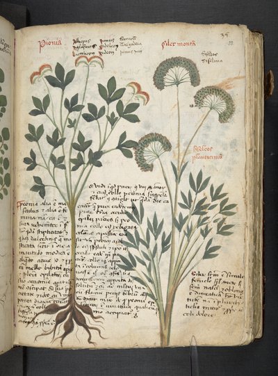 Añadir MS 41623 "A herbal", Belluno (tinta y color sobre vitela) de Italian School