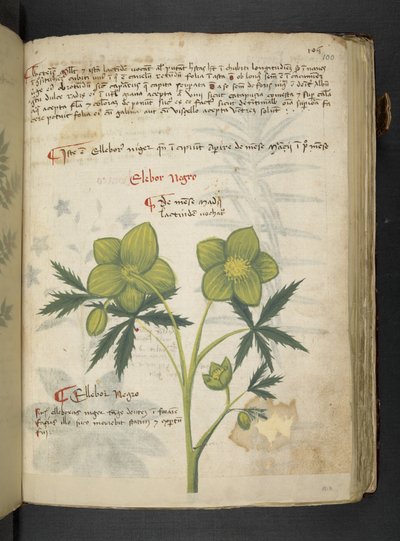Añadir MS 41623 "A herbal", Belluno (tinta y color sobre vitela) de Italian School