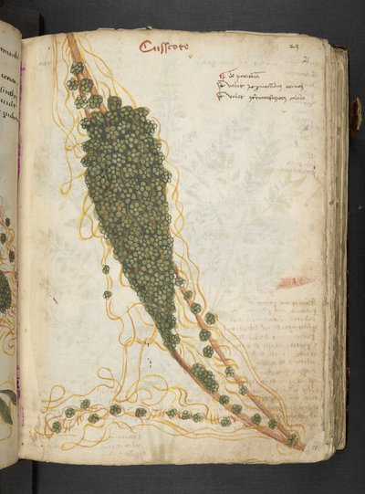 Añadir MS 41623 "A herbal", Belluno (tinta y color sobre vitela) de Italian School