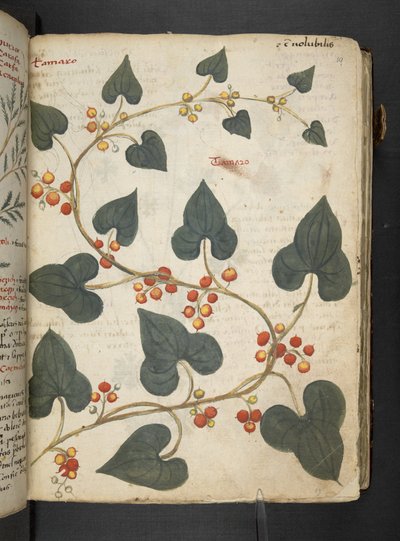 Añadir MS 41623 "A herbal", Belluno (tinta y color sobre vitela) de Italian School