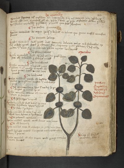 Añadir MS 41623 "A herbal", Belluno (tinta y color sobre vitela) de Italian School