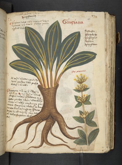 Añadir MS 41623 "A herbal", Belluno (tinta y color sobre vitela) de Italian School