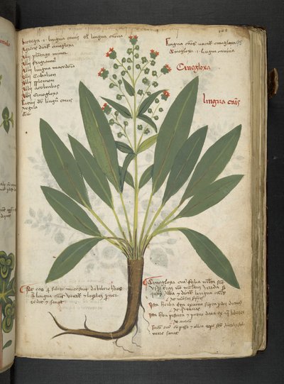 Añadir MS 41623 "A herbal", Belluno (tinta y color sobre vitela) de Italian School