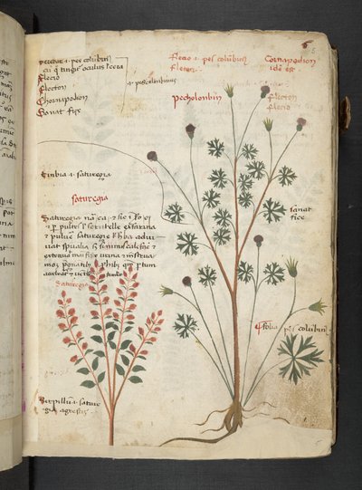 Añadir MS 41623 "A herbal", Belluno (tinta y color sobre vitela) de Italian School