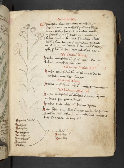 Añadir MS 41623 "A herbal", Belluno (tinta y color sobre vitela) de Italian School