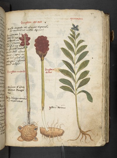 Añadir MS 41623 "A herbal", Belluno (tinta y color sobre vitela) de Italian School