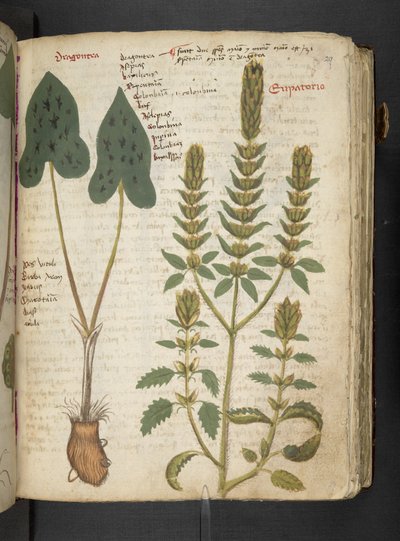 Añadir MS 41623 "A herbal", Belluno (tinta y color sobre vitela) de Italian School