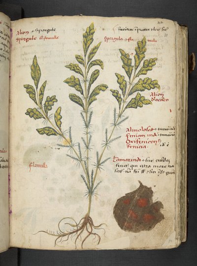 Añadir MS 41623 "A herbal", Belluno (tinta y color sobre vitela) de Italian School