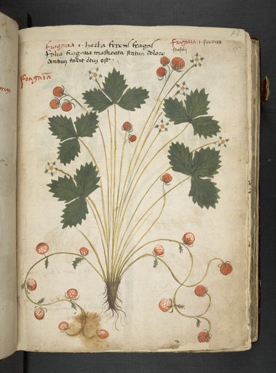 Añadir MS 41623 "A herbal", Belluno (tinta y color sobre vitela) de Italian School