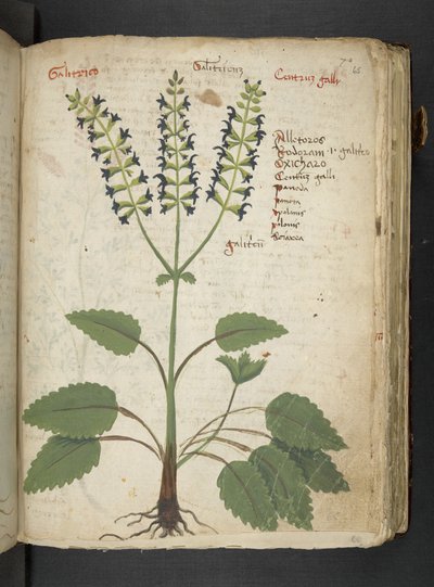 Añadir MS 41623 "A herbal", Belluno (tinta y color sobre vitela) de Italian School